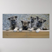 Noorse Puppies van Elkhound Poster (Voorkant)