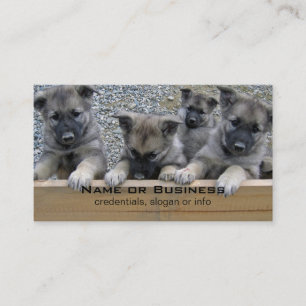 Noorse Puppies van Elkhound Visitekaartje