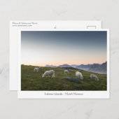 Noorwegen Lofoten Sheep Briefkaart (Voorkant / Achterkant)