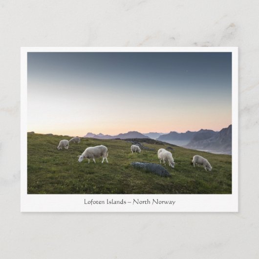 Noorwegen Lofoten Sheep Briefkaart (Voorkant)