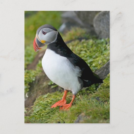 Noorwegen, Spitsbergen 9 Briefkaart (Voorkant)