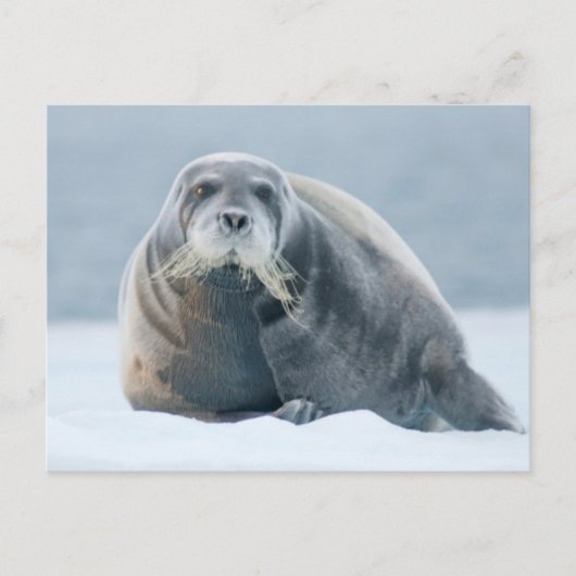 Noorwegen, Svalbard-archipel, Spitsbergen 4 Briefkaart (Voorkant)