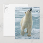 Noorwegen, Svalbard Archipel, Spitsbergen 8 Briefkaart (Voorkant / Achterkant)