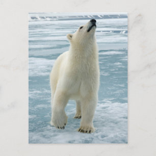 Noorwegen, Svalbard Archipel, Spitsbergen 8 Briefkaart