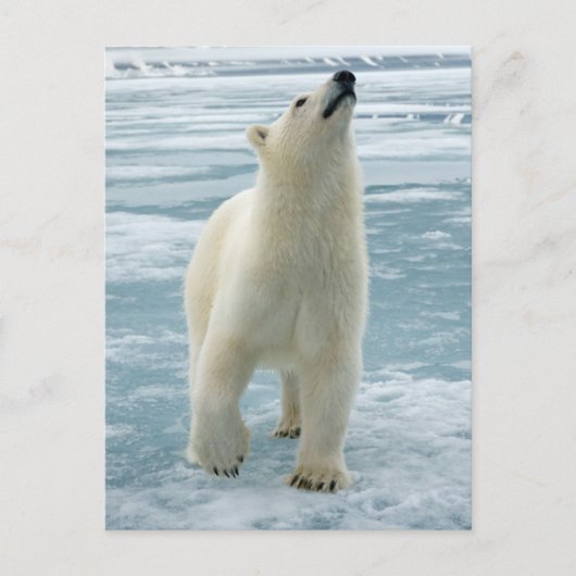Noorwegen, Svalbard Archipel, Spitsbergen 8 Briefkaart (Voorkant)