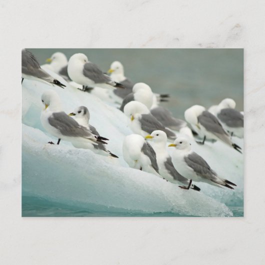 Noorwegen, Svalbard-archipel, Spitsbergen Briefkaart (Voorkant)
