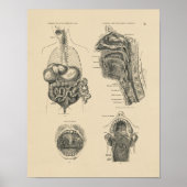  Noot Throat Anatomy 1880 Afdruk Poster (Voorkant)