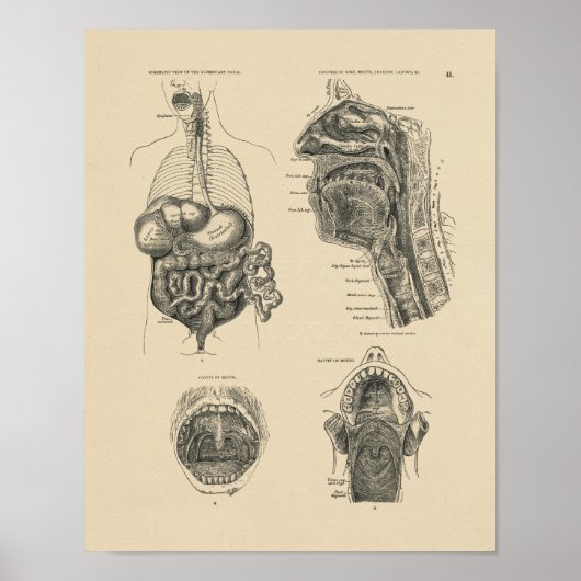 Noot Throat Anatomy 1880 Afdruk Poster (Voorkant)