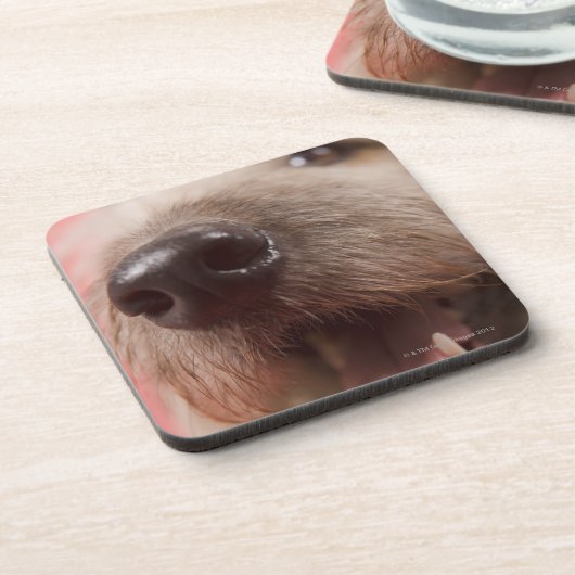 Noot van de hond onderzetter (Linkerzijde)