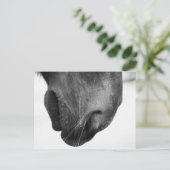 Noot van pony 1 briefkaart (Staand voorkant)