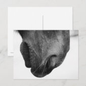 Noot van pony 1 briefkaart (Voorkant / Achterkant)