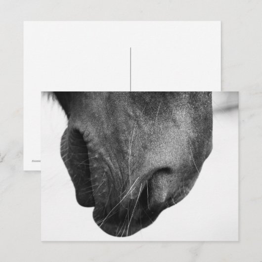 Noot van pony 1 briefkaart (Voorkant / Achterkant)