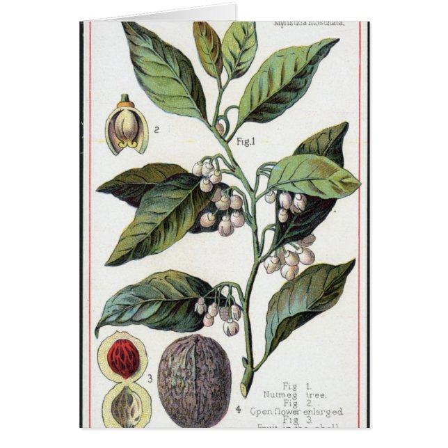  nootmuskaat artwork (Voorkant)