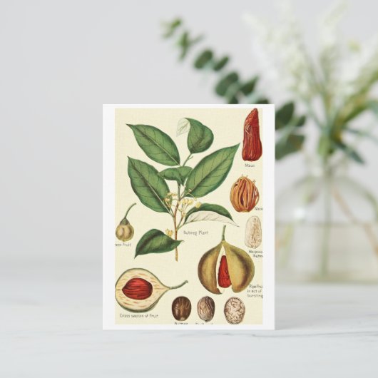  nootmuskaat  recept voor briefkaart (Staand voorkant)