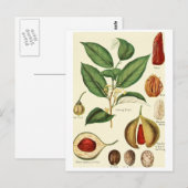  nootmuskaat  recept voor briefkaart (Voorkant / Achterkant)