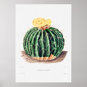 Nopal Tekening van een Plant van Cactus Flower Cac Poster