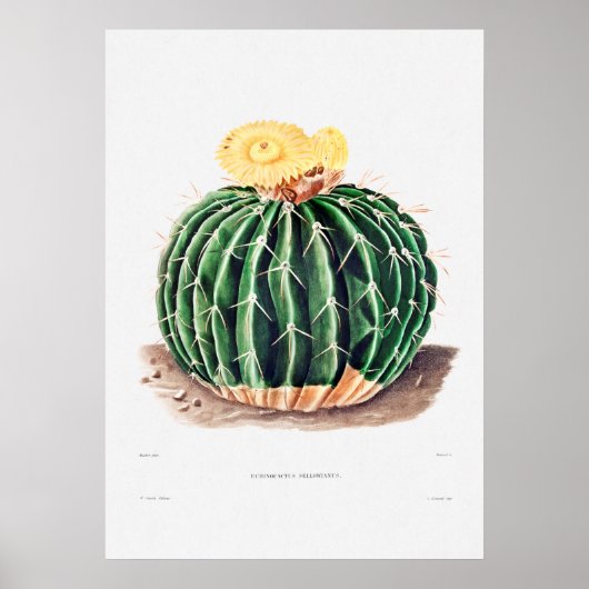 Nopal Tekening van een Plant van Cactus Flower Cac Poster (Voorkant)