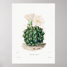 Nopal Tekening van een Plant van Cactus Flower Cac