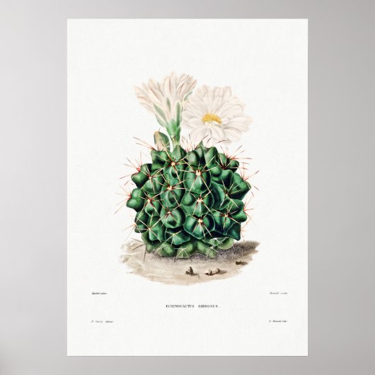 Nopal Tekening van een Plant van Cactus Flower Cac Poster (Voorkant)