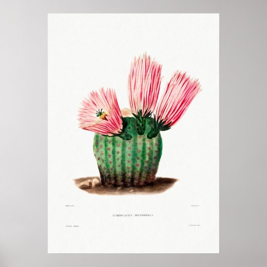 Nopal Tekening van een Plant van Cactus Flower Cac Poster (Voorkant)