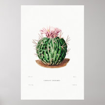 Nopal Tekening van een Plant van Cactus Flower Cac