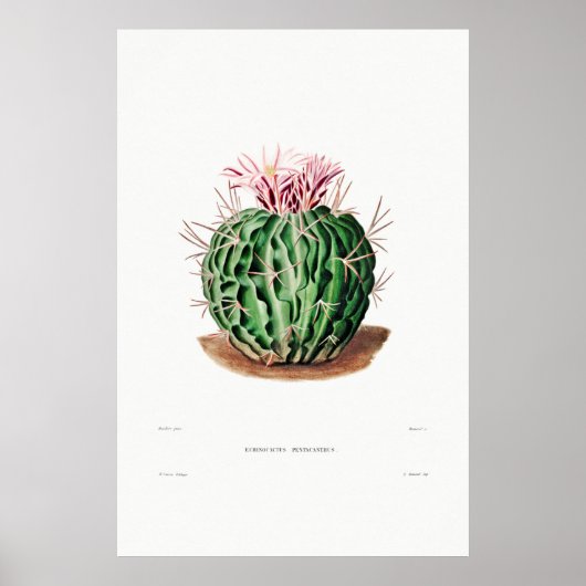 Nopal Tekening van een Plant van Cactus Flower Cac Poster (Voorkant)