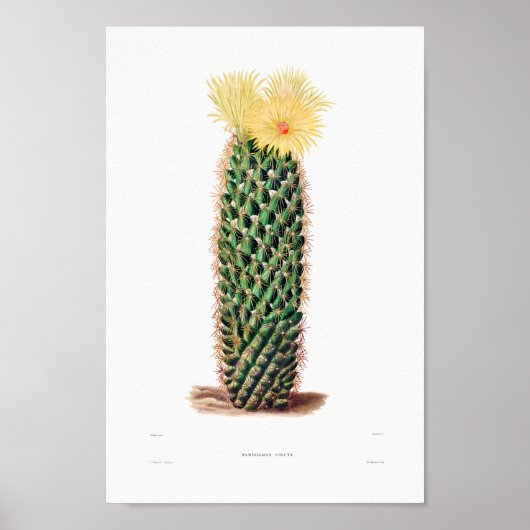 Nopal Tekening van een Plant van Cactus Flower Cac Poster (Voorkant)