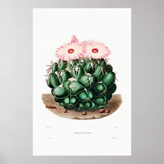 Nopal Tekening van een Plant van Cactus Flower Cac Poster (Voorkant)