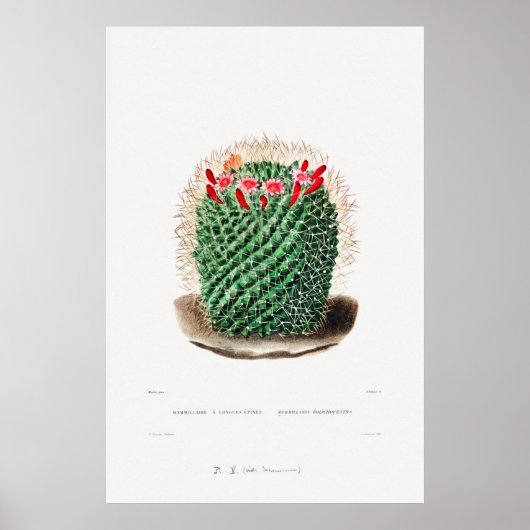 Nopal Tekening van een Plant van Cactus Flower Cac Poster (Voorkant)