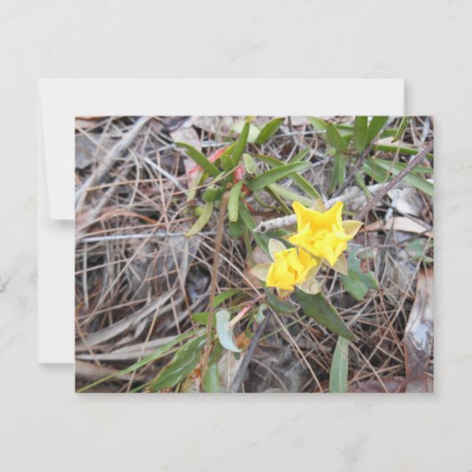 Nophis bedankkaart (Voorkant)