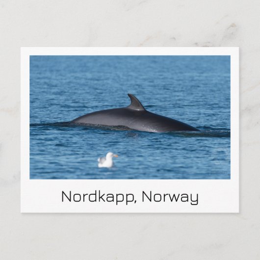 Nordkapp, Noorwegen souvenir briefkaart. Briefkaart (Voorkant)