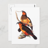 Norfolk Island Kaka Briefkaart (Voorkant / Achterkant)