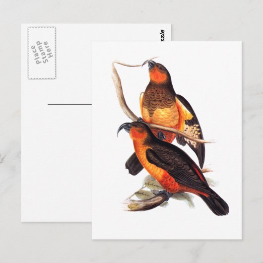 Norfolk Island Kaka Briefkaart (Voorkant / Achterkant)