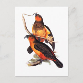 Norfolk Island Kaka Briefkaart