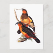 Norfolk Island Kaka Briefkaart (Voorkant)