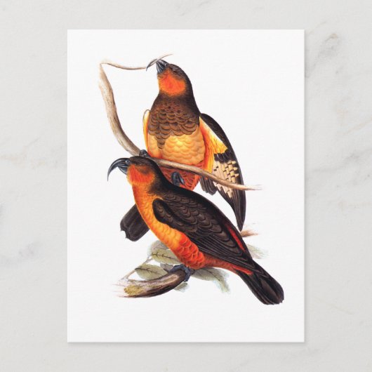 Norfolk Island Kaka Briefkaart (Voorkant)