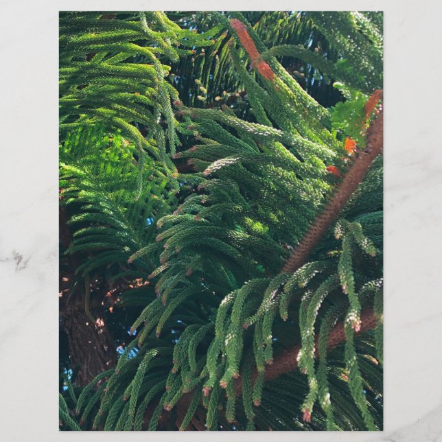 Norfolk Island Pine (Voorkant)