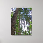Norfolk Island Pine Trees Canvas Afdruk (Voorkant)