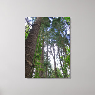 Norfolk Island Pine Trees Canvas Afdruk
