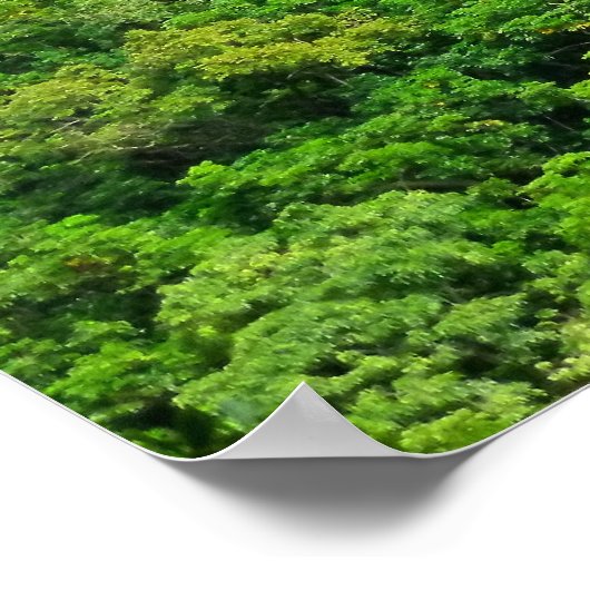 Norfolk Island Pine Trees Poster (Hoek)