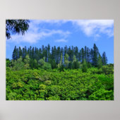Norfolk Island Pine Trees Poster (Voorkant)