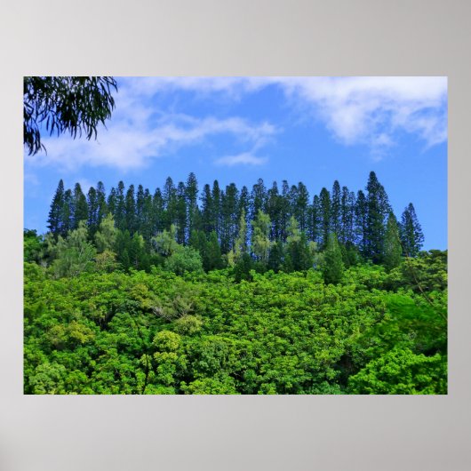 Norfolk Island Pine Trees Poster (Voorkant)