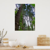 Norfolk Island Pine Trees Poster (Keuken)