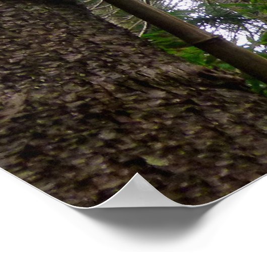 Norfolk Island Pine Trees Poster (Hoek)