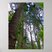 Norfolk Island Pine Trees Poster (Voorkant)