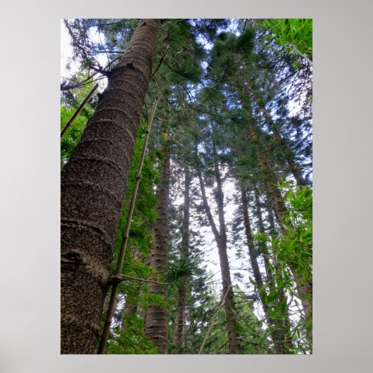 Norfolk Island Pine Trees Poster (Voorkant)