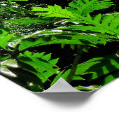 Norfolk Island Pine Trees Poster (Hoek)