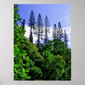 Norfolk Island Pine Trees Poster (Voorkant)
