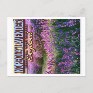 NORFOLK LAVENDER - LAVENDER FIELD NORFOLK ENGLAND BRIEFKAART
