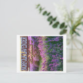NORFOLK LAVENDER - LAVENDER FIELD NORFOLK ENGLAND BRIEFKAART (Staand voorkant)